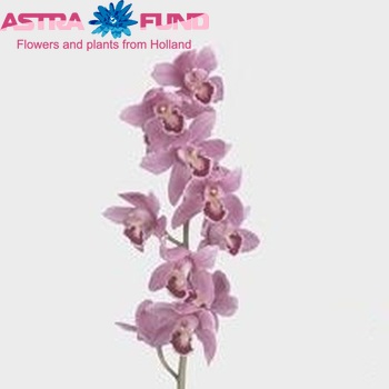 Cymbidium grootbloemig per tak 'Pops Pink' φωτογραφία