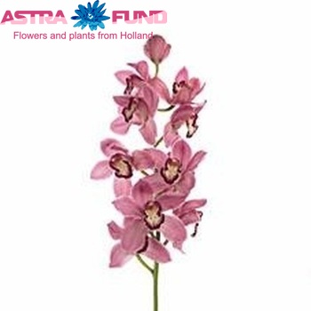 Cymbidium grootbloemig per tak 'Power' φωτογραφία