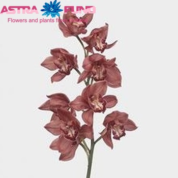 Cymbidium grootbloemig per tak 'Princess Fredericka' φωτογραφία