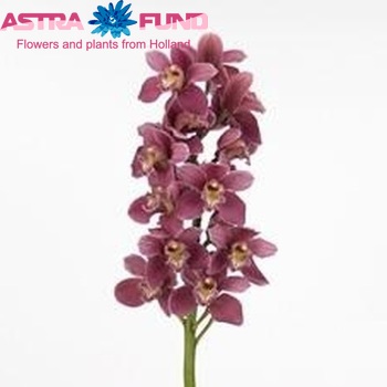 Cymbidium grootbloemig per tak 'Proosdij' φωτογραφία