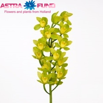 Cymbidium grootbloemig per tak Pure Jungle '...' φωτογραφία