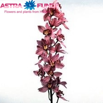 Cymbidium grootbloemig per tak R B 'Loes' φωτογραφία