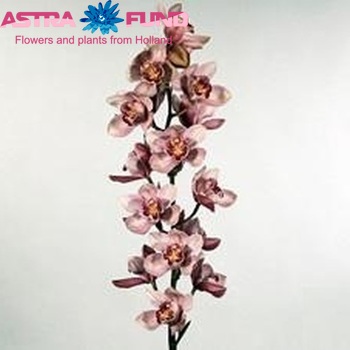 Cymbidium grootbloemig per tak R B 'Mieke' φωτογραφία