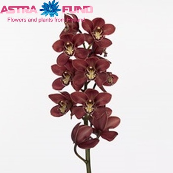 Cymbidium grootbloemig per tak Red Beauty 'Nike!' foto