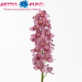 Cymbidium grootbloemig per tak Roja Rose foto