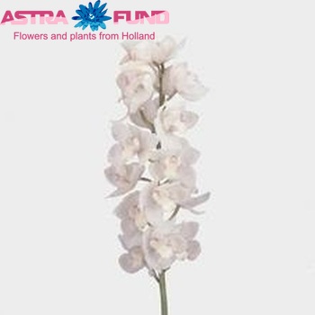 Cymbidium grootbloemig per tak 'Snowcastle' fotografie