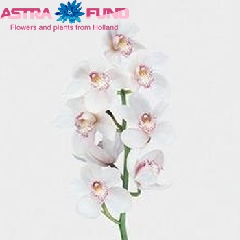 Cymbidium grootbloemig per tak 'Snowflake' fotografie