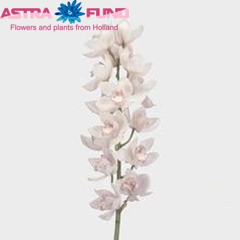 Cymbidium grootbloemig per tak 'Snowsprite' fotografie