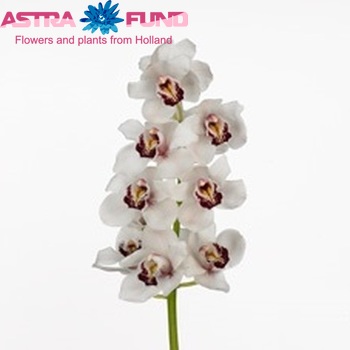 Cymbidium grootbloemig per tak 'Snowwhite' fotografie