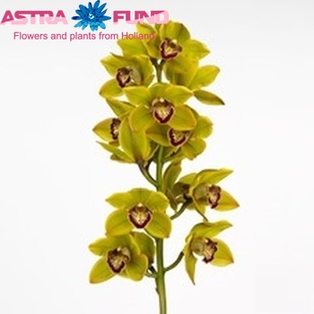 Cymbidium grootbloemig per tak Sparkle 'Polychrome' fotografie