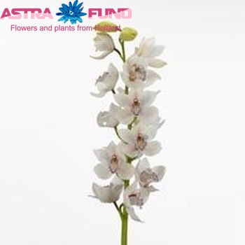Cymbidium grootbloemig per tak Spring King 'Showpiece' fotografie