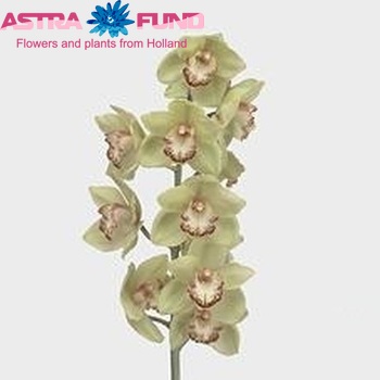 Cymbidium grootbloemig per tak 'Spring of Melbourne' fotografie