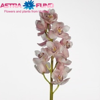 Cymbidium grootbloemig per tak Spring Surf 'Polly' fotografie