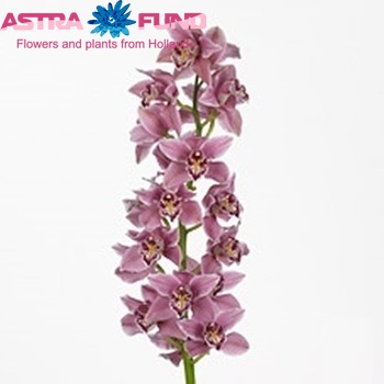 Cymbidium grootbloemig per tak 'St Sherrie' fotografie
