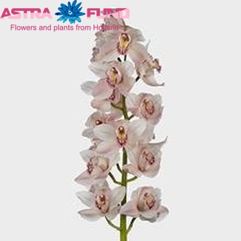 Cymbidium grootbloemig per tak 'Strawberry Hill' fotografie