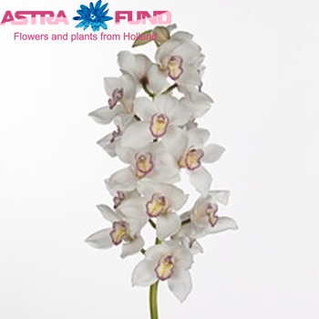 Cymbidium grootbloemig per tak 'Tony' fotografie
