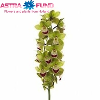 Cymbidium grootbloemig per tak 'Top Spot' fotografie