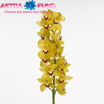 Cymbidium grootbloemig per tak Traceyguard 'Susan' fotografie