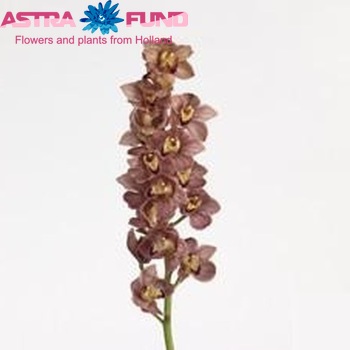 Cymbidium grootbloemig per tak 'Treasure' fotografie