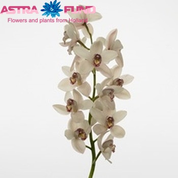 Cymbidium grootbloemig per tak Trigo Royale 'Offs Creme' fotografie