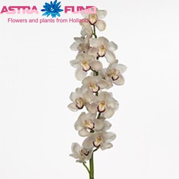 Cymbidium grootbloemig per tak 'Twinkling' fotografie