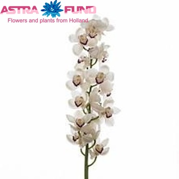 Cymbidium grootbloemig per tak Vacaru 'Whity' fotografie