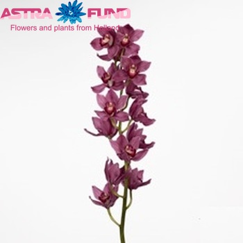 Cymbidium grootbloemig per tak Valentine '...' fotografie
