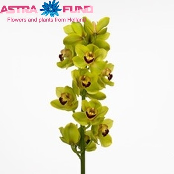 Cymbidium grootbloemig per tak Valley Guard '...' fotografie