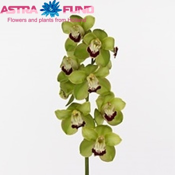 Cymbidium grootbloemig per tak Valley Zenith 'Mokorua' photo