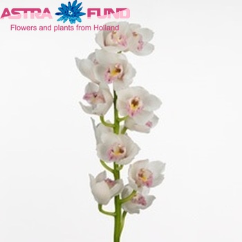 Cymbidium grootbloemig per tak Vanderpoel 'Katy v/d Poel' photo