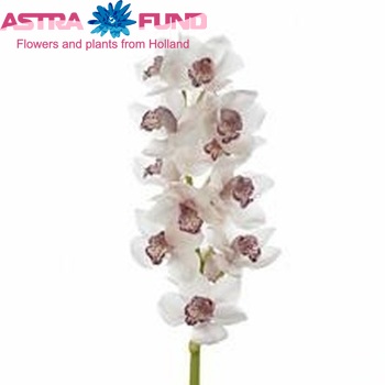 Cymbidium grootbloemig per tak Vanguard 'Christmas Beauty' photo