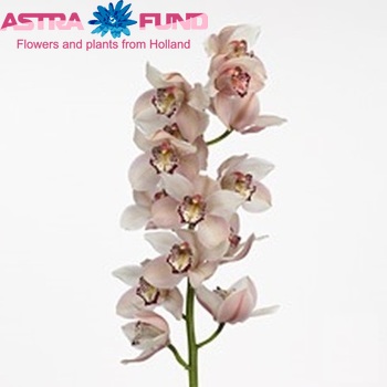 Cymbidium grootbloemig per tak Vanguard x Vieux Rose '...' photo