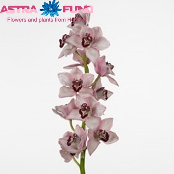 Cymbidium grootbloemig per tak 'Velvet Floss' photo
