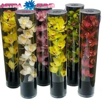 Cymbidium grootbloemig per tak verpakt per tak photo