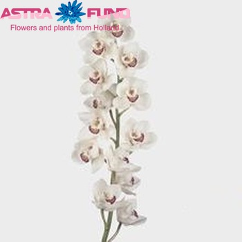 Cymbidium grootbloemig per tak 'White Diamond' photo