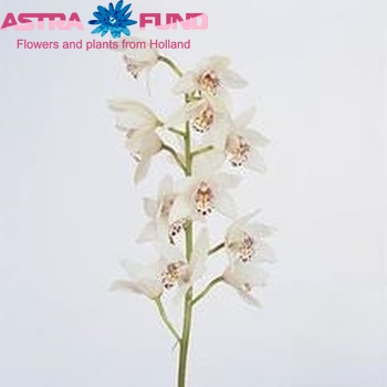 Cymbidium mini per tak 'Amy' foto