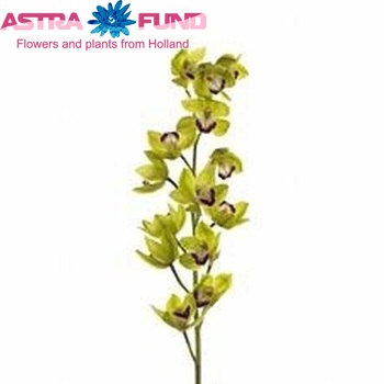 Cymbidium mini per tak Apple Village 'Geyserland' foto