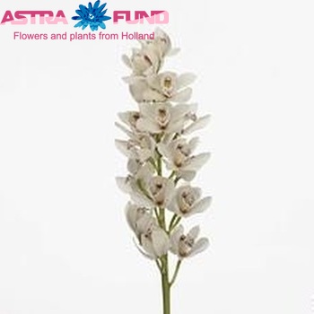 Cymbidium mini per tak 'Barbara' foto