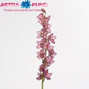 Cymbidium mini per tak 'Boudi' foto