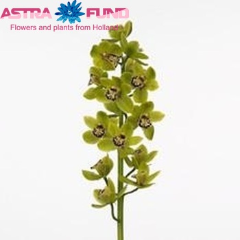 Cymbidium mini per tak Cameliard 'French Mustard' foto