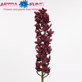 Cymbidium mini per tak 'Christmas Wish' foto