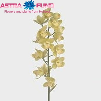 Cymbidium mini per tak 'Doris' foto