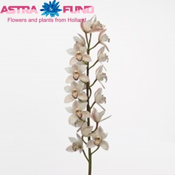 Cymbidium mini per tak 'Early Klazina' foto