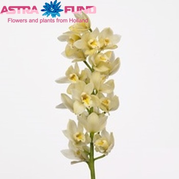 Cymbidium mini per tak Earlysue 'Paddy' foto