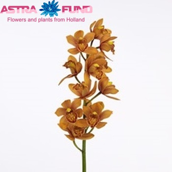 Cymbidium mini per tak Enzan Forest 'Majolica' φωτογραφία