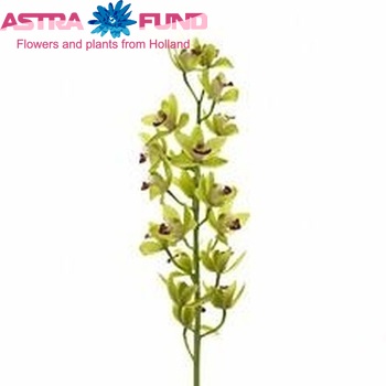 Cymbidium mini per tak Evergreen '...' φωτογραφία