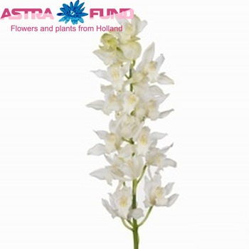 Cymbidium mini per tak Falling Passion 'Cascade' φωτογραφία