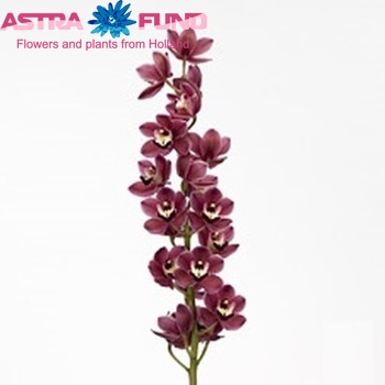 Cymbidium mini per tak 'First Fantasy' φωτογραφία