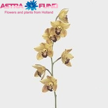 Cymbidium mini per tak Florisun 'Vera' φωτογραφία