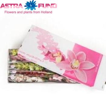 Cymbidium mini per tak gemengd φωτογραφία